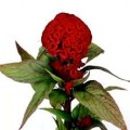 Celosia - Crested (Cristata) - Red